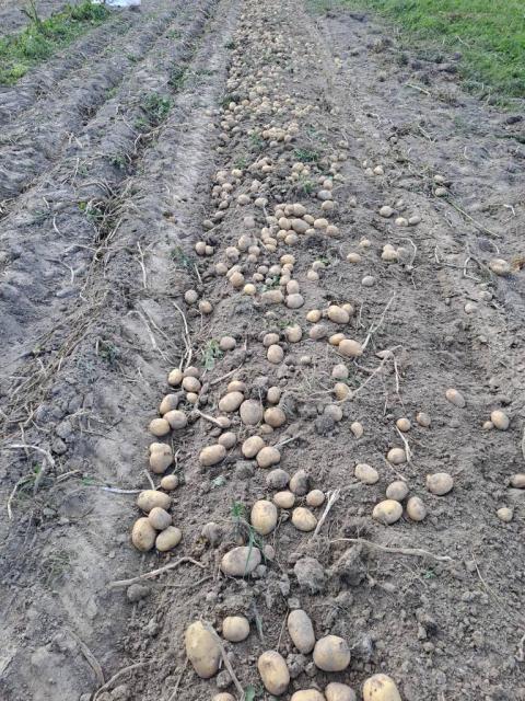 Šviešios bulvės nuosavo ūkio