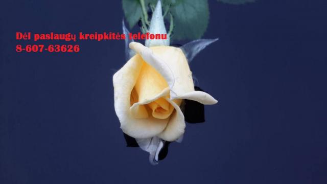 Mokslo darbų konsultacijos studentams ir doktorantams