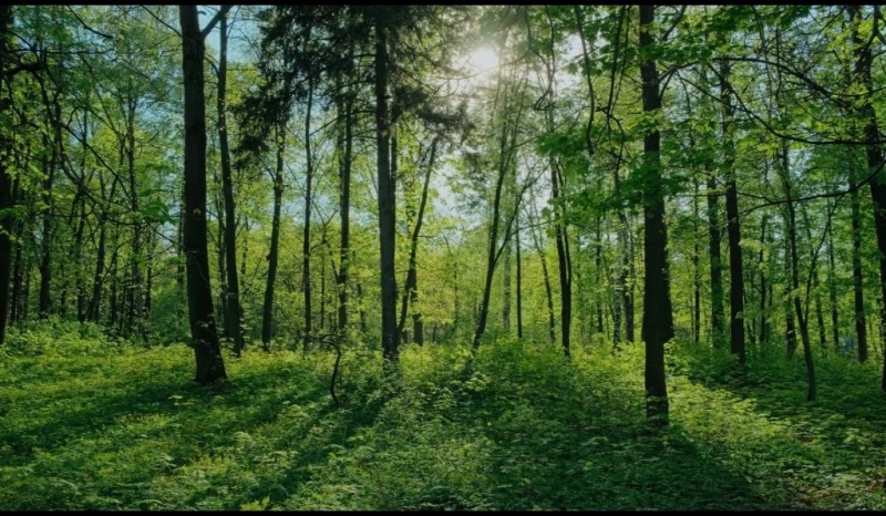 Parduodamas miskas, Kėdainiai — 2/2